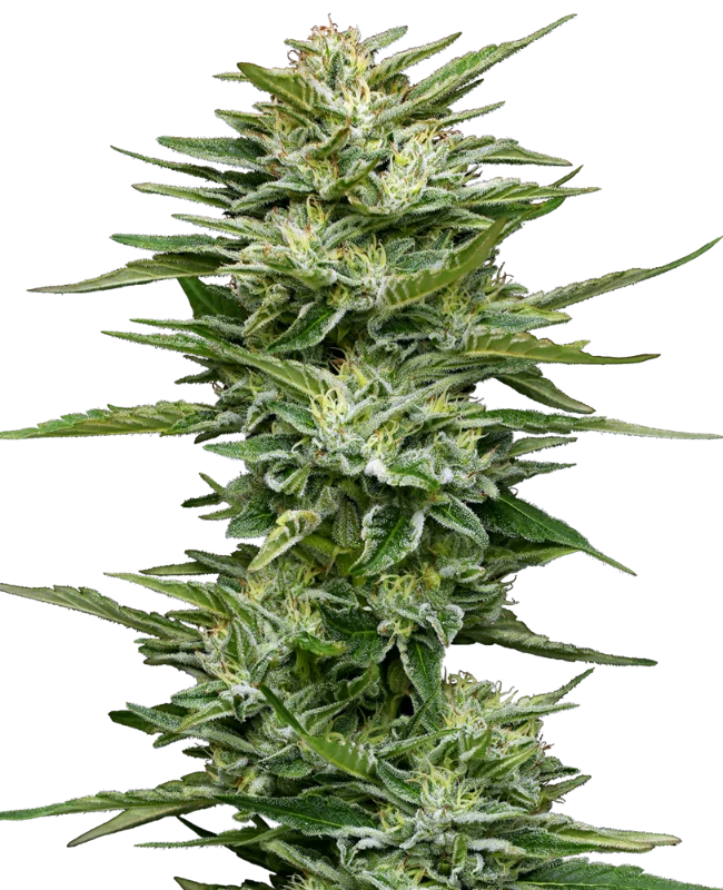 Pineapple Kush Cake Automatic
