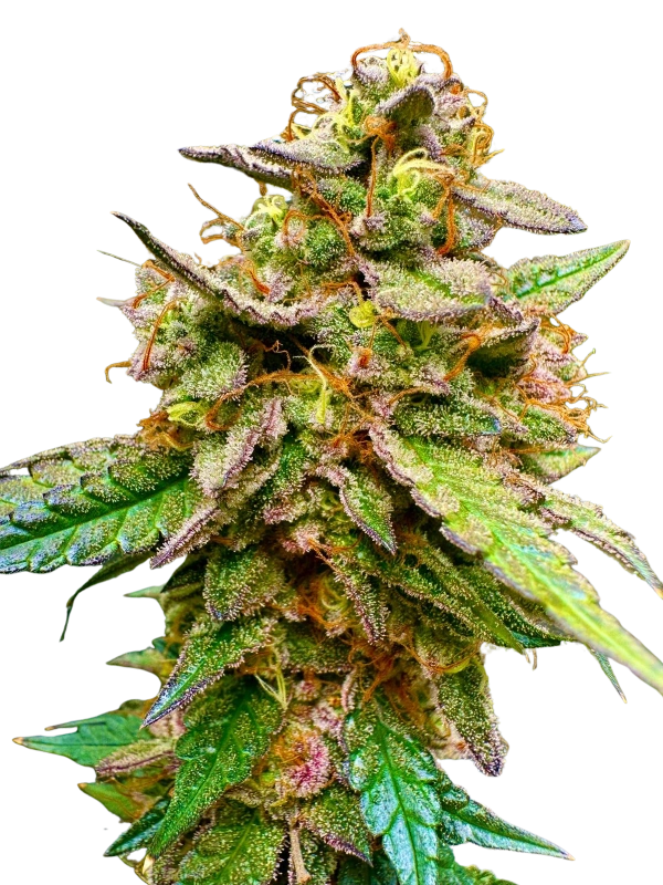 Galactic Zkittlez