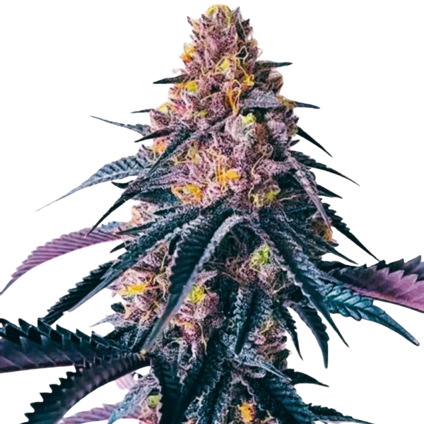 Black Mango Auto
