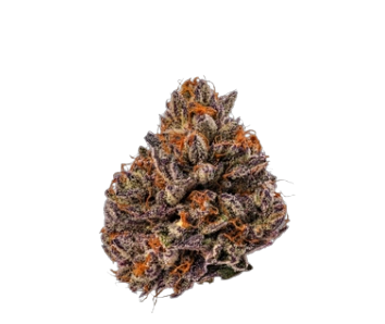 Royal Genesis OG F1 Triploid