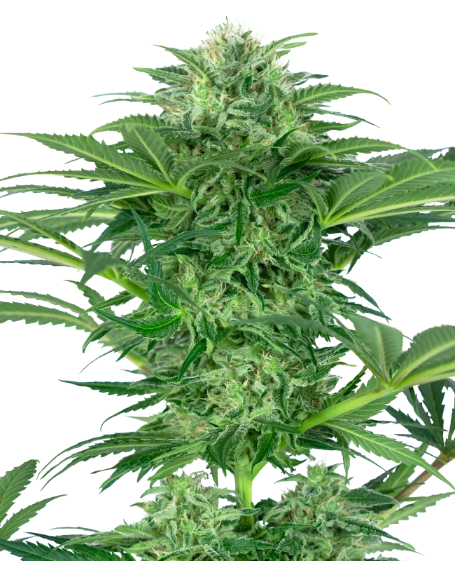 Skunk Dream CBD