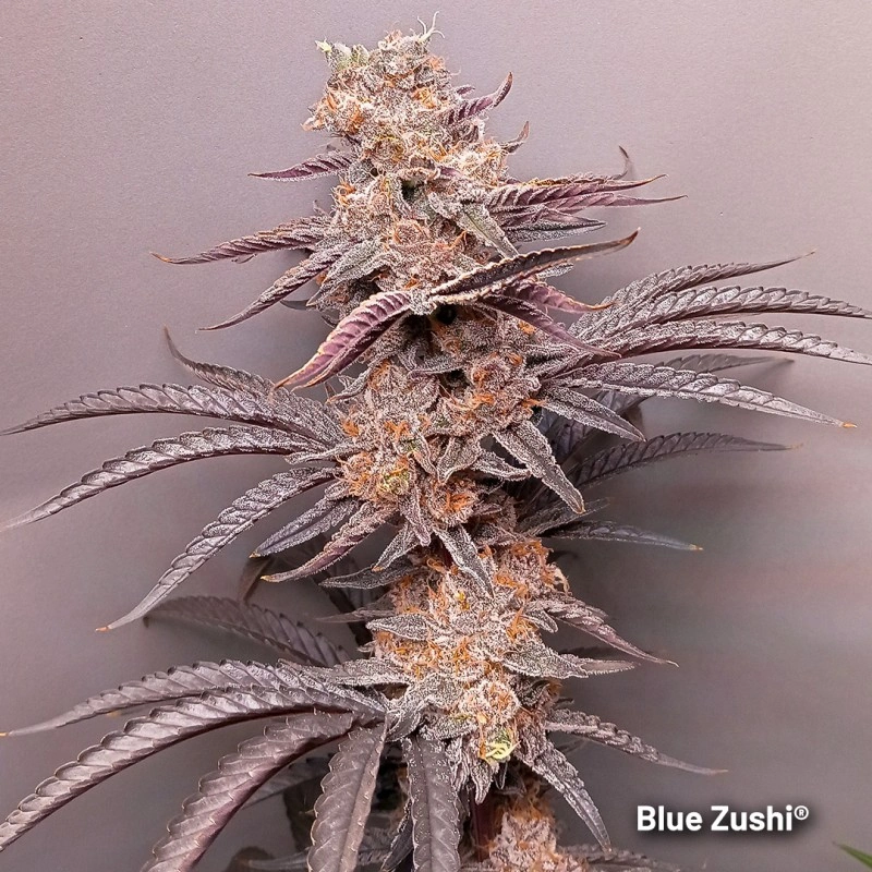Blue Zushi - Dutch Passion
