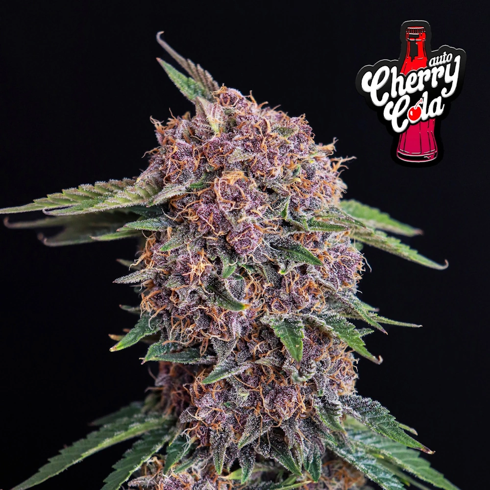 Cherry Cola  Auto