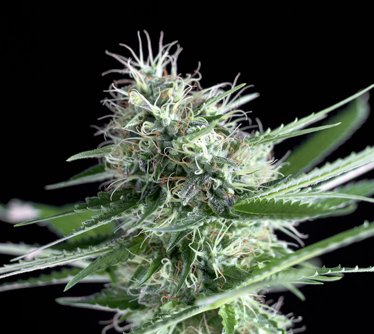 OG Lemon Bilbo Fem.