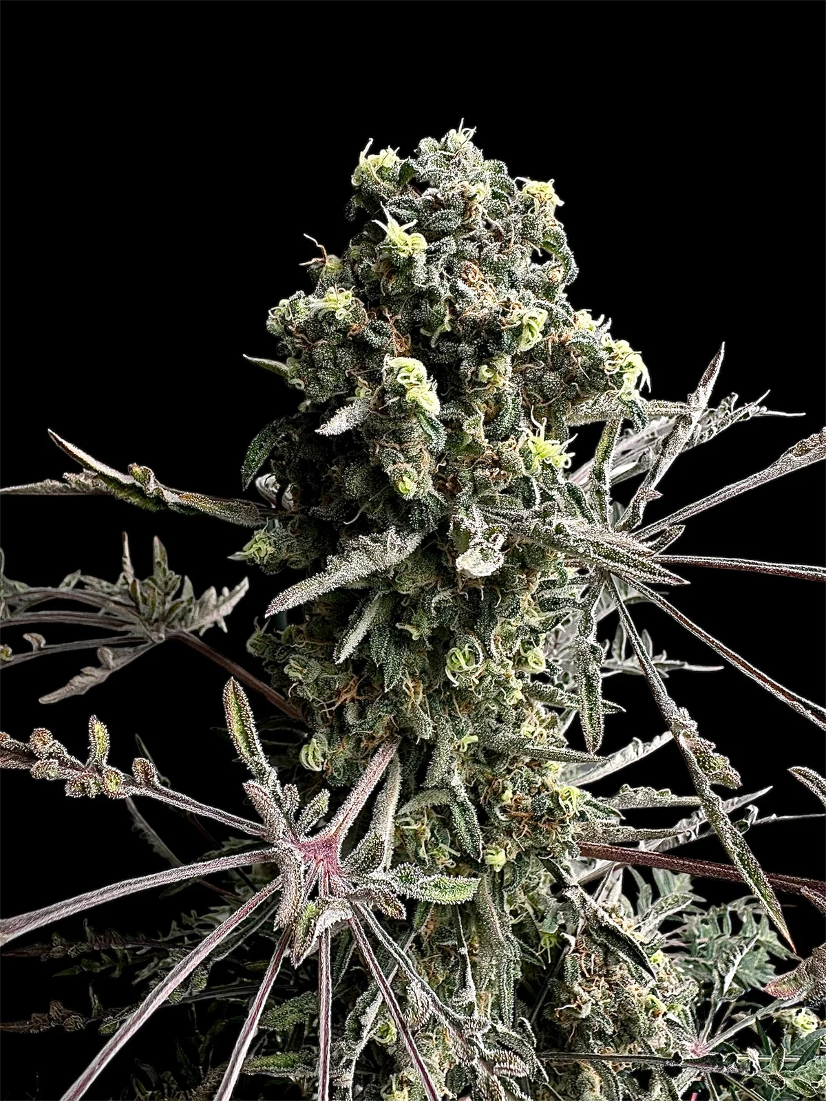 Mentha de Croco Bx1 F2