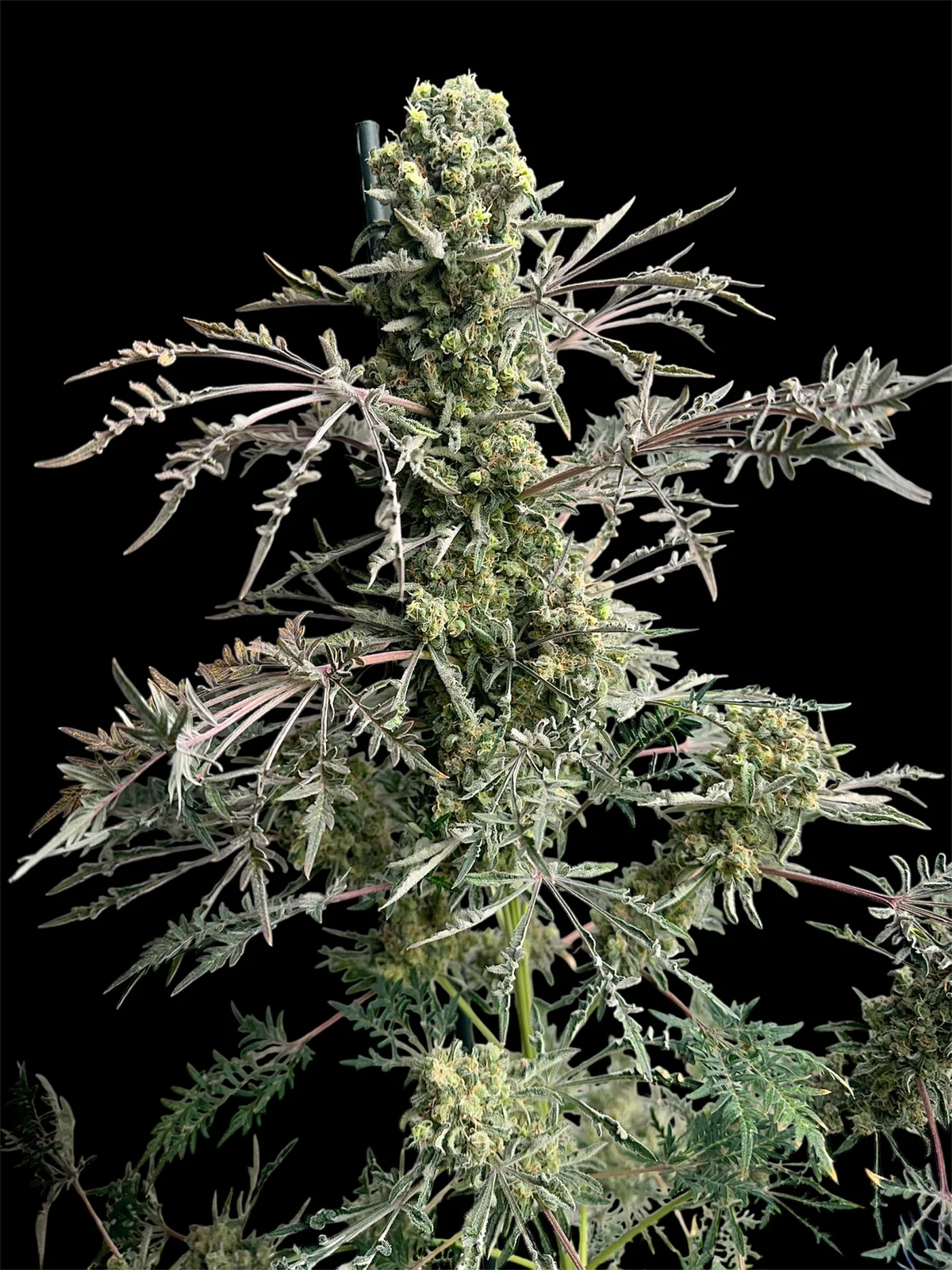 Mentha de Croco Bx1 F2