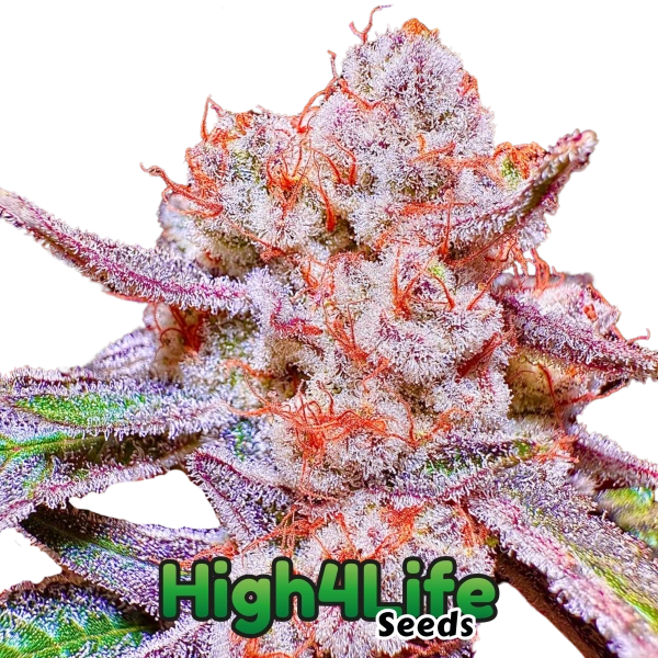 Papaya Tronix Supreme