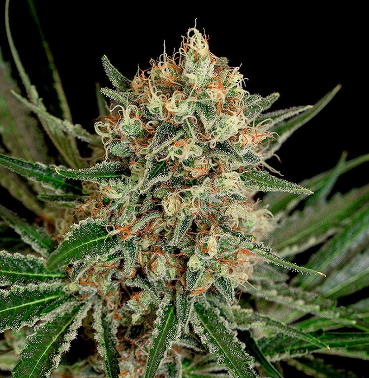 Txerri Bilbo Haze Fem. 