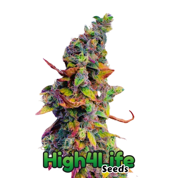 Euphoria Explosion OG