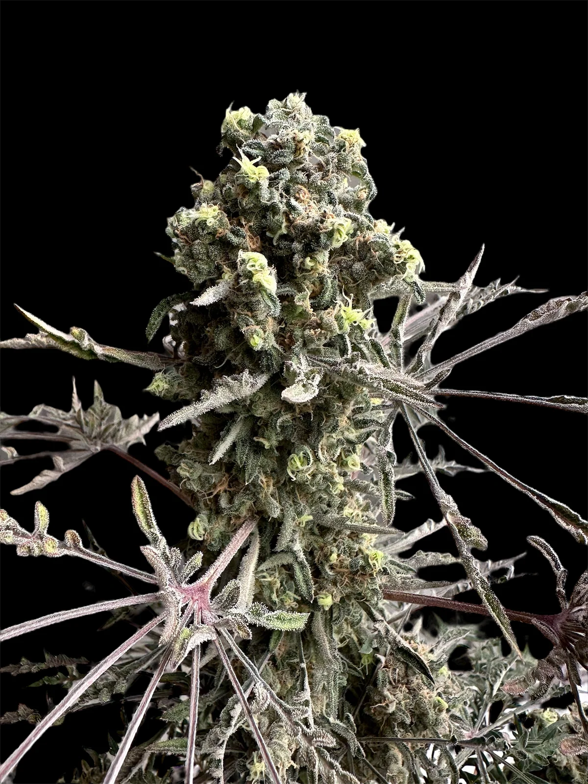 Mentha de Croco Bx1 F2