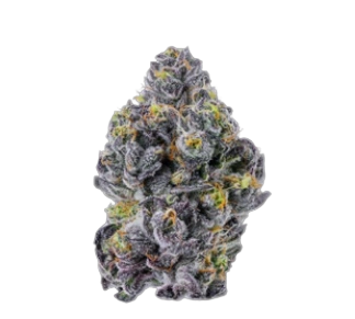 Opulent Essence Deluxe F1 Triploid
