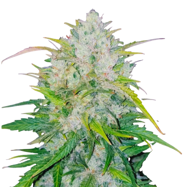 Bruce Banner Auto