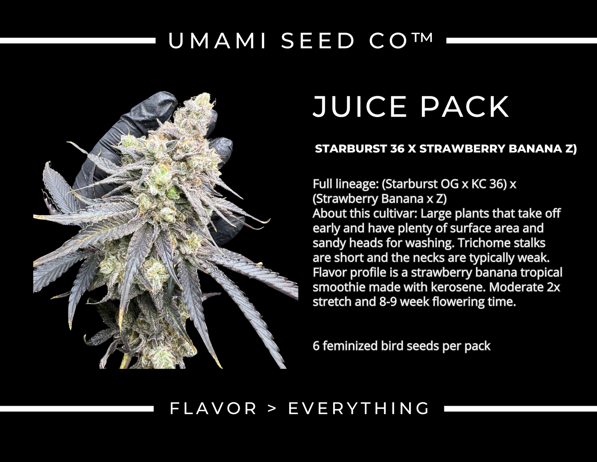 Juice Pack - Umami Seed Co x DNA Genetics