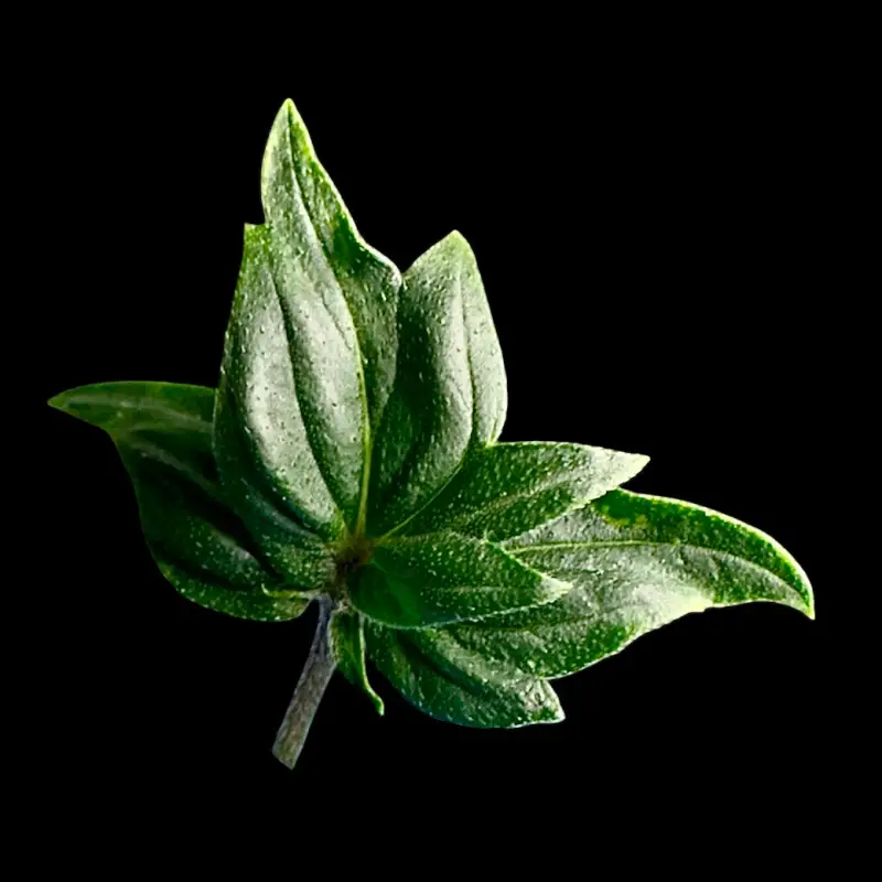 Pink Mentha Mutants F2