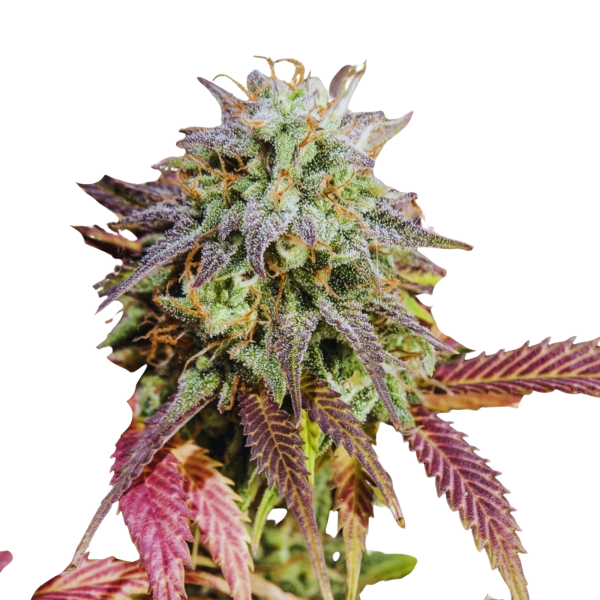 Critical Lady