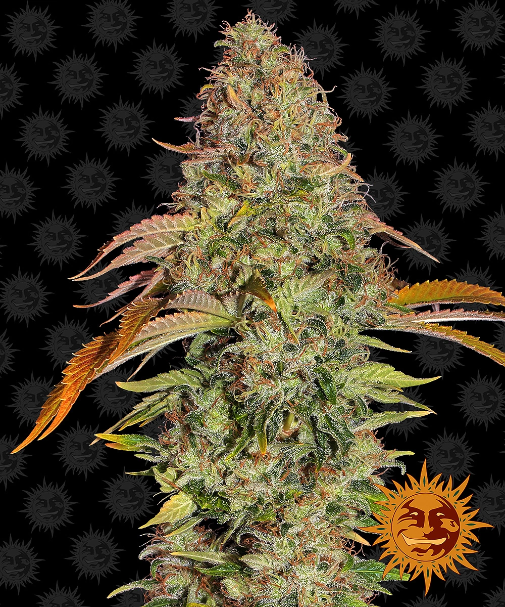 Barney’s Farm – Zkittlez OG Auto