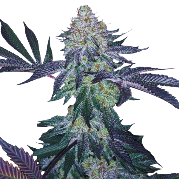 Gorilla Glue 4 Auto