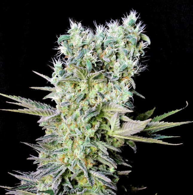 Northern Lights X Fem.