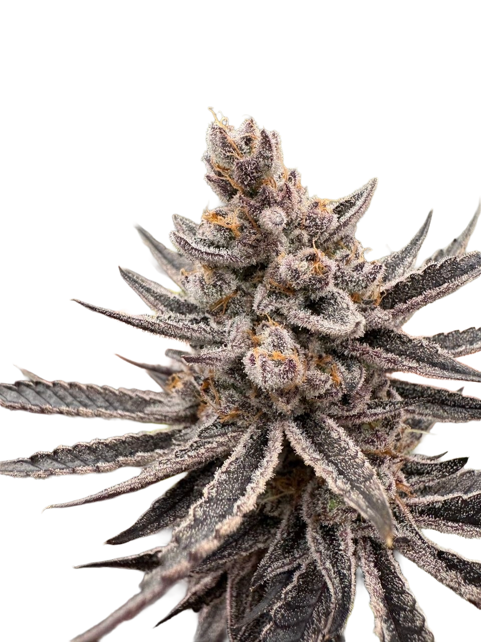Mrs. Brightside F3