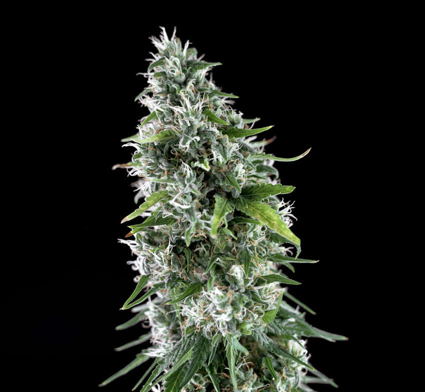 Kritikal Bilbo X AK 47 Fem.