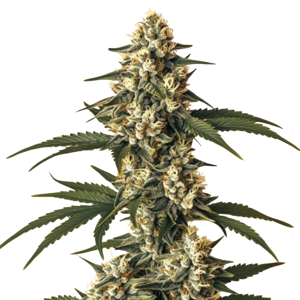 Cristal Kush Auto