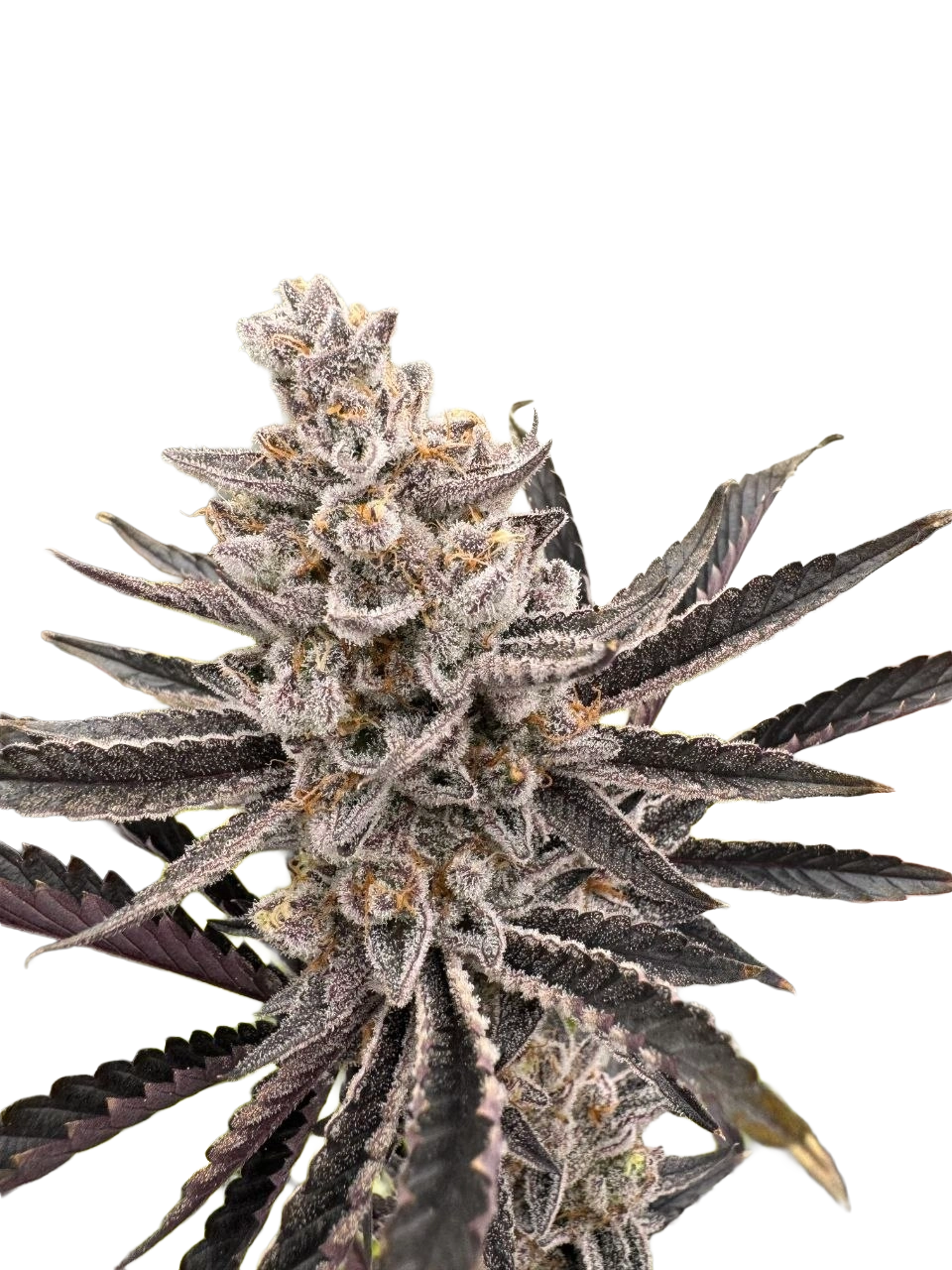 Mrs. Brightside F3