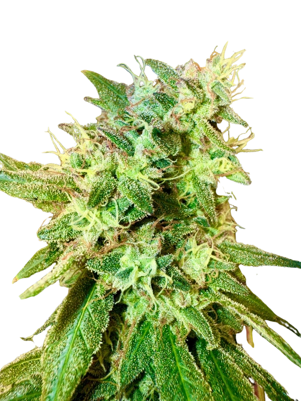 High4Life OG