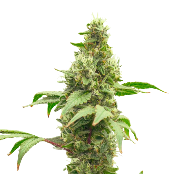 White Infinity Kush