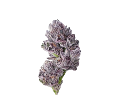 Neon Cerebra X3 F1 Triploid