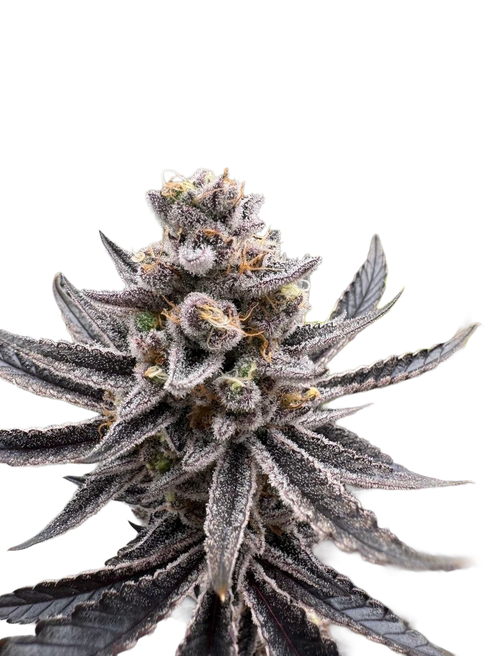Mrs. Brightside F3