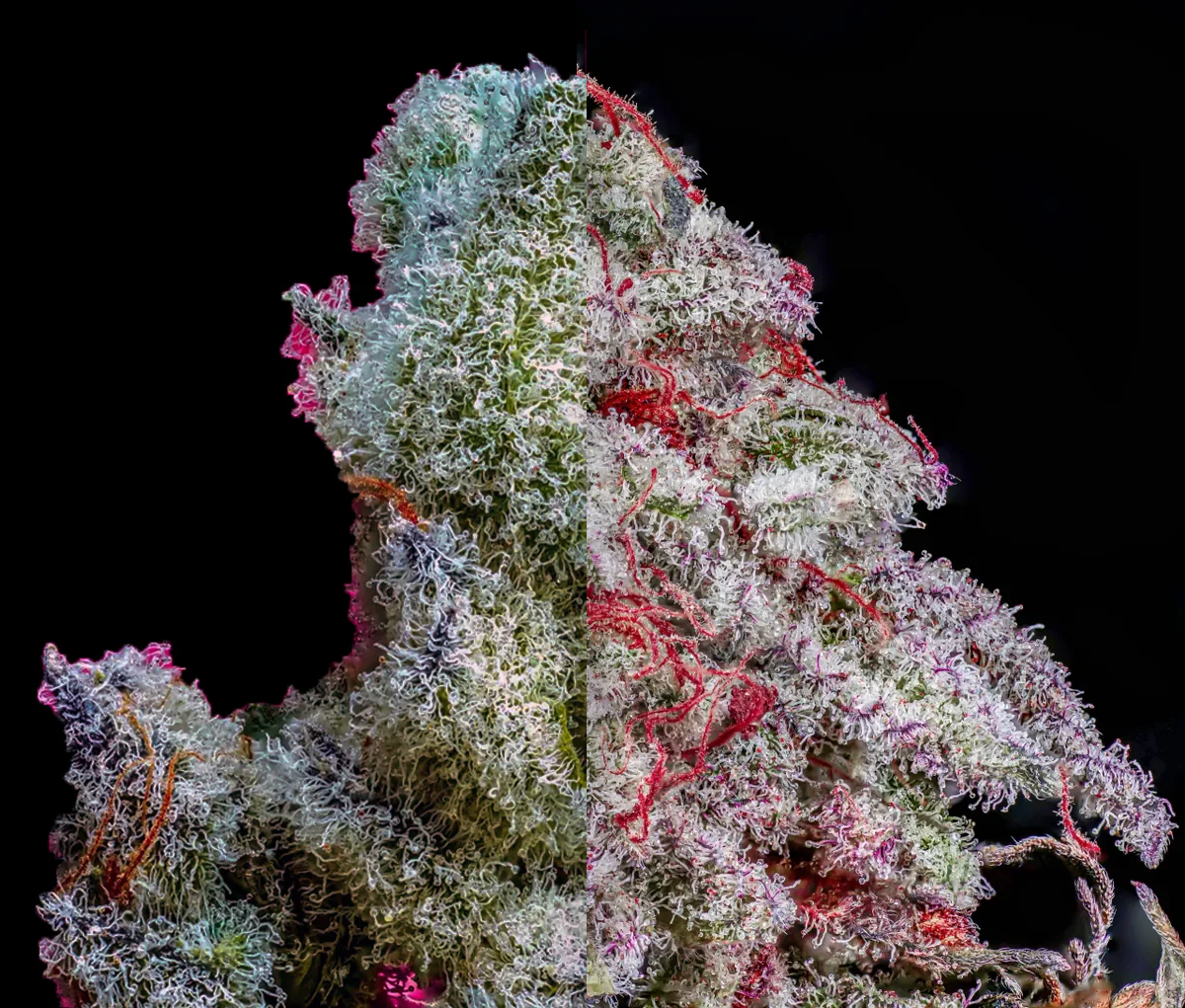 Terpnesia - Tetraploid - Pollen Regulär