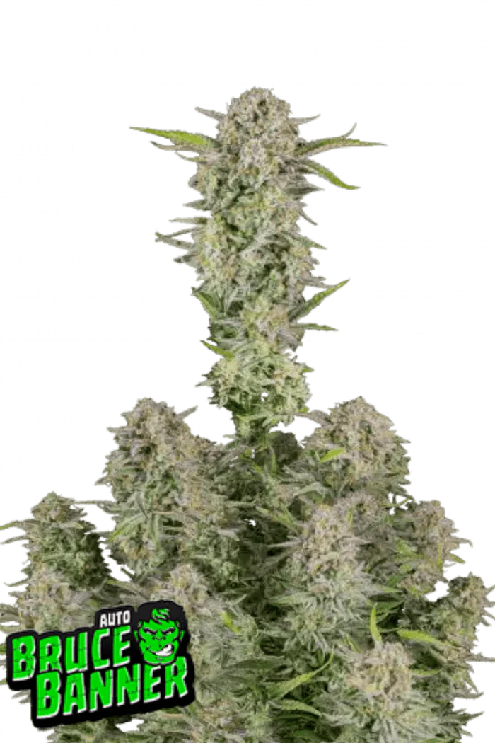 Bruce Banner Auto