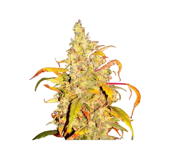 Frost Citrus Runtz