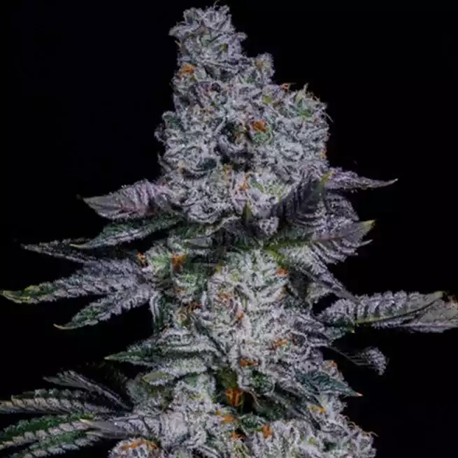 Pineapple Runtz AUTO