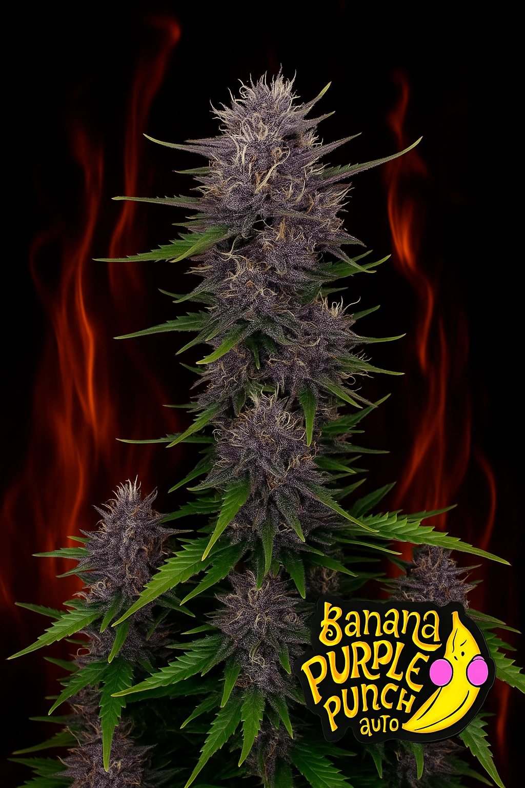 Banana Purple Punch Auto