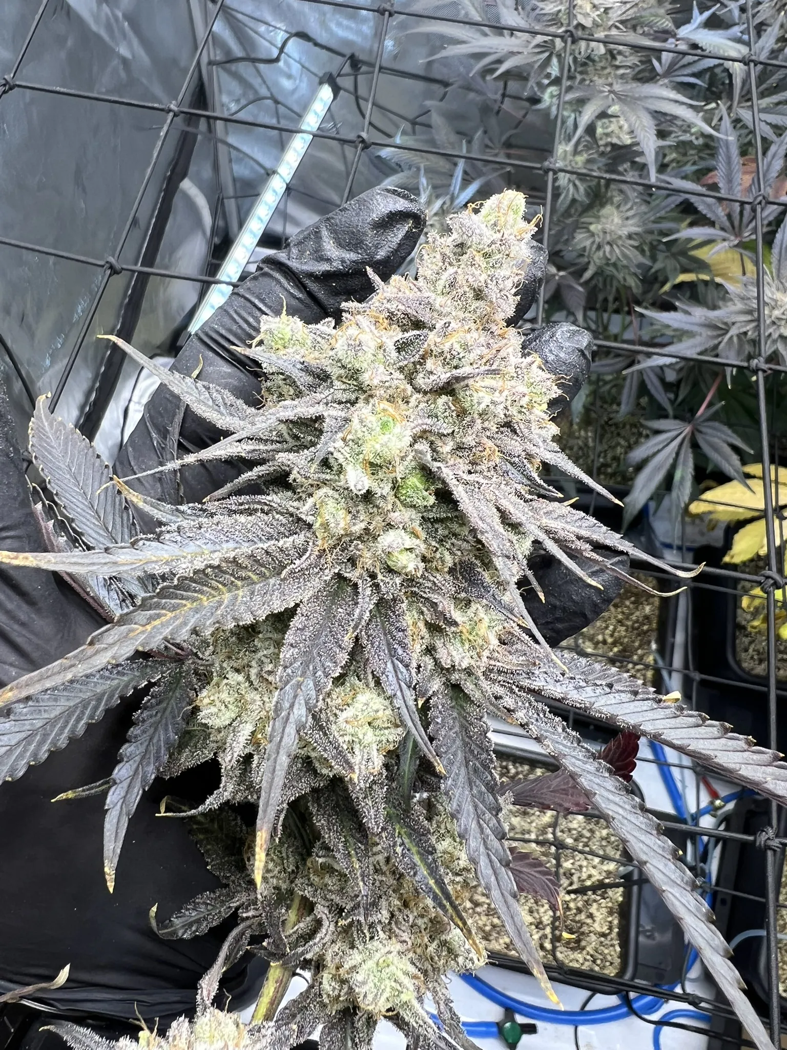 Juice Pack - Umami Seed Co x DNA Genetics