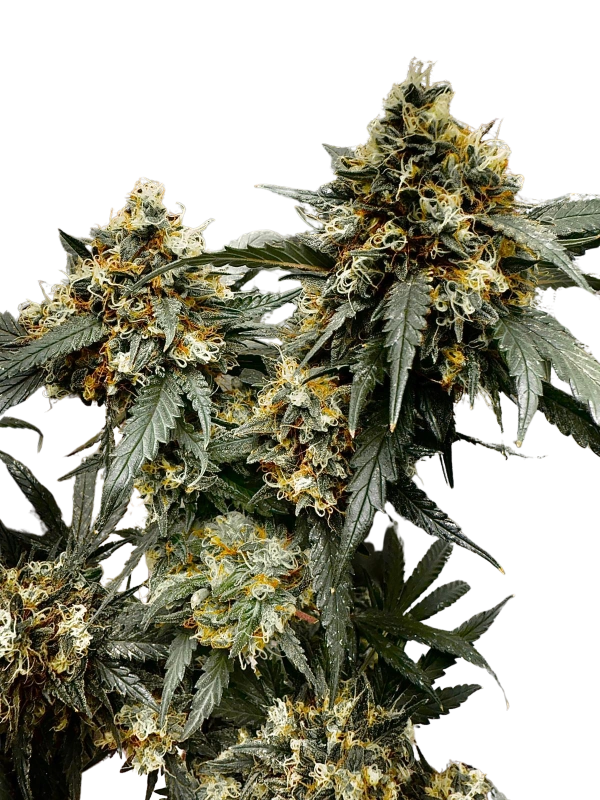 Toxic OG Kush