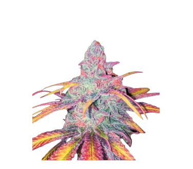 Tropical Dreams