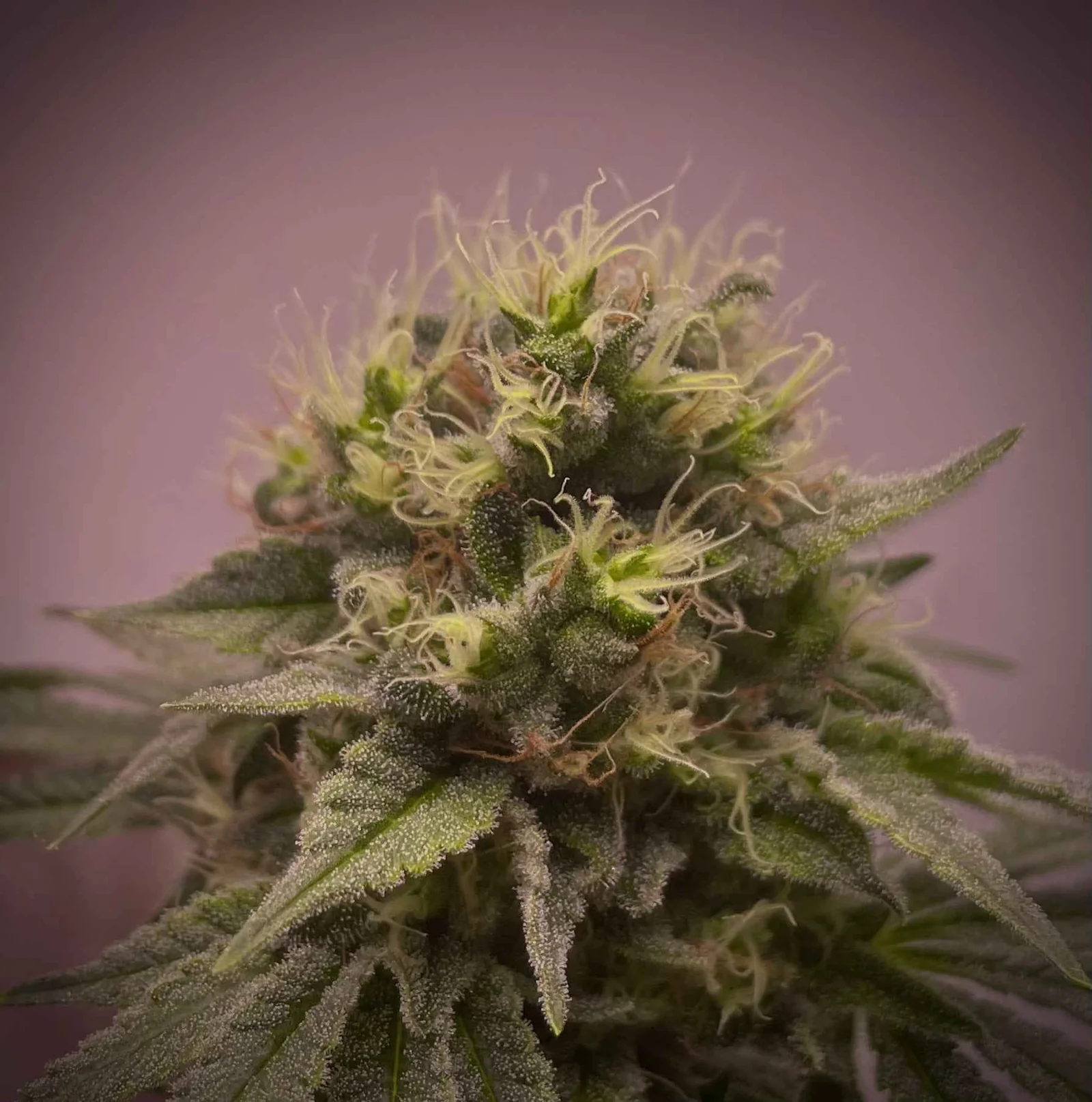 THC-EndGame - Tetraploid - Pollen Regulär