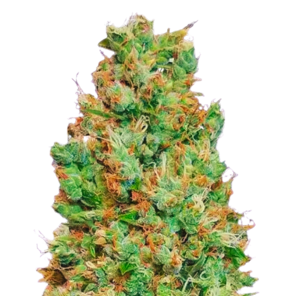 Amnesia Auto